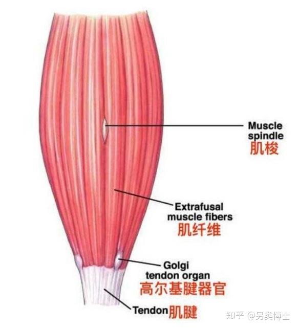 为什么我在运动后会感